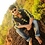 Tejas_Shah